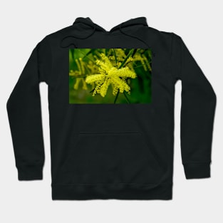 Wattle Flower Burst Hoodie